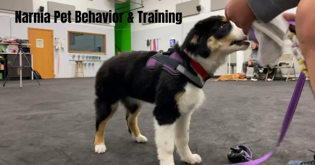 Narnia Pet Behavior & Training – A Complete Guide to Raising Happy, Well-Behaved Pets narnia pet behavior & training