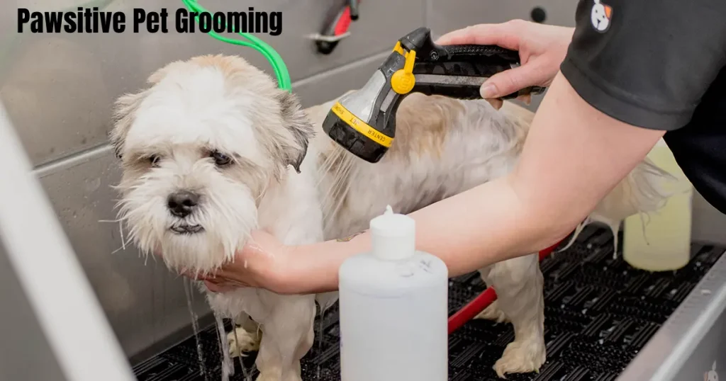 pawsitive pet grooming